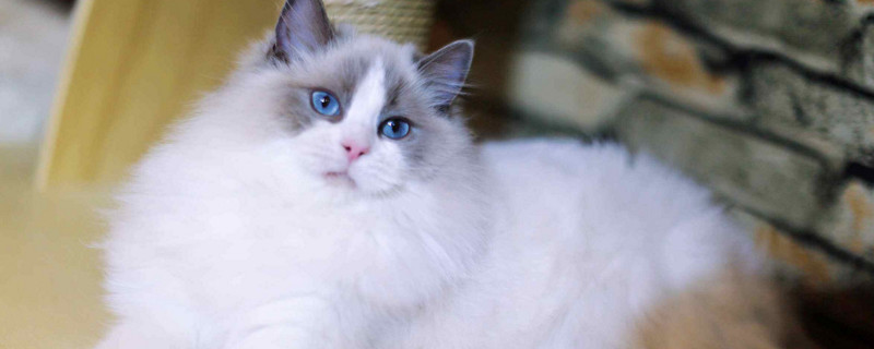 布偶猫颜色多久定型