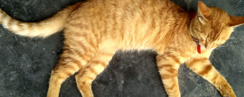 母橘猫为什么突然暴瘦
