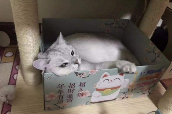 新手养猫注意事项