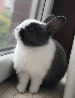 荷兰兔