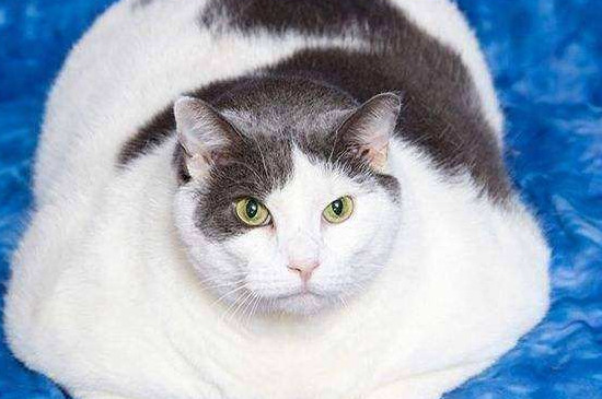 猫吃什么能迅速长胖