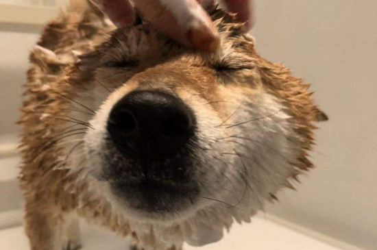 小柴犬几个月可以洗澡