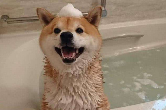 小柴犬几个月可以洗澡