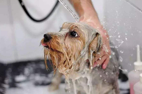 幼犬洗澡需要注意什么