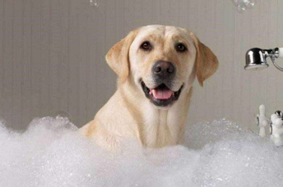 幼犬洗澡需要注意什么