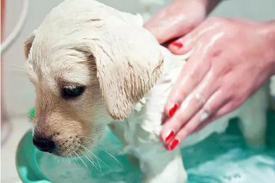 幼犬第一次洗澡注意事项