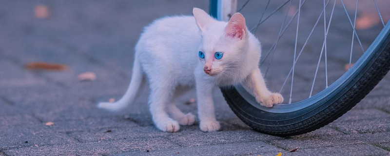 流浪猫怎么养熟不怕人