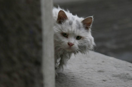 流浪猫怎么养熟不怕人