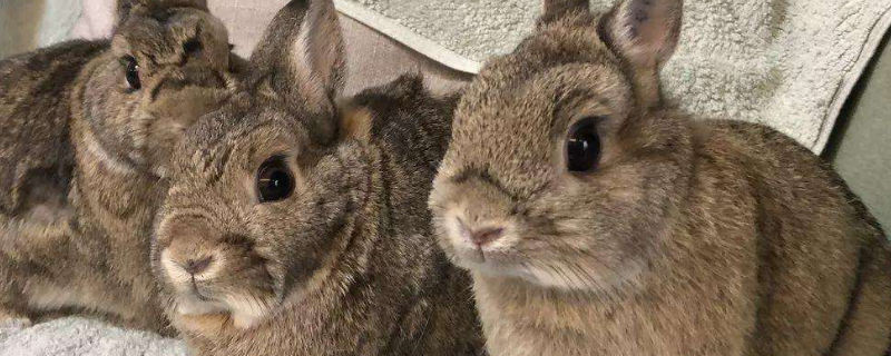 家养兔子吃什么长得快