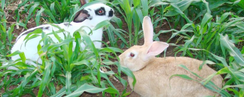 兔子为什么容易吓死