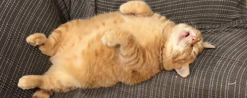 猫吃什么长得又大又肥
