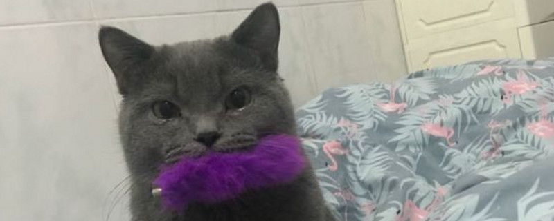 猫为什么会叼毛绒玩具