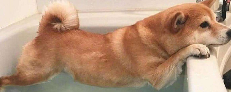 狗狗第一次洗澡需要注意什么