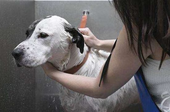 狗狗不能洗澡怎么去味