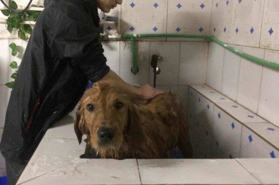 狗狗不能洗澡怎么去味