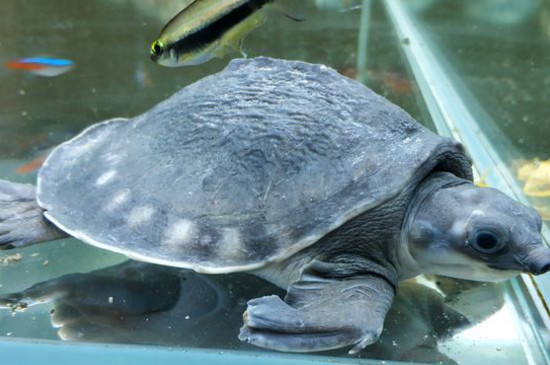 猪鼻龟为什么总在水面