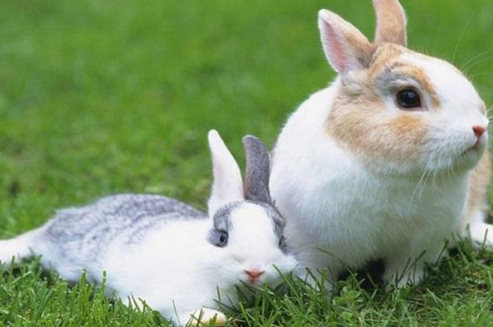 兔子多大可以繁殖