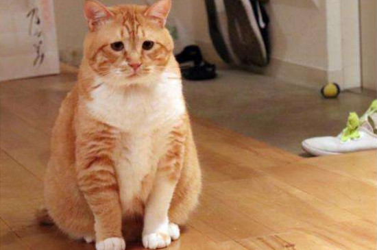 橘猫发胖是几个月大