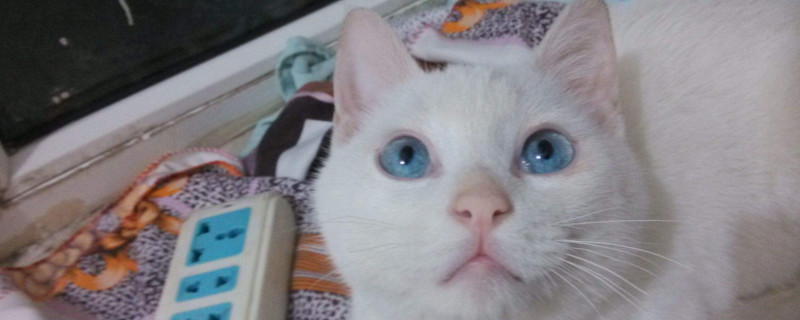 区分猫蓝眼和蓝膜
