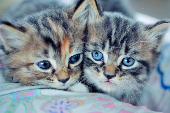 区分猫蓝眼和蓝膜