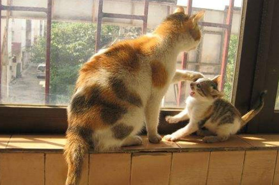 大猫和小猫能一起养吗