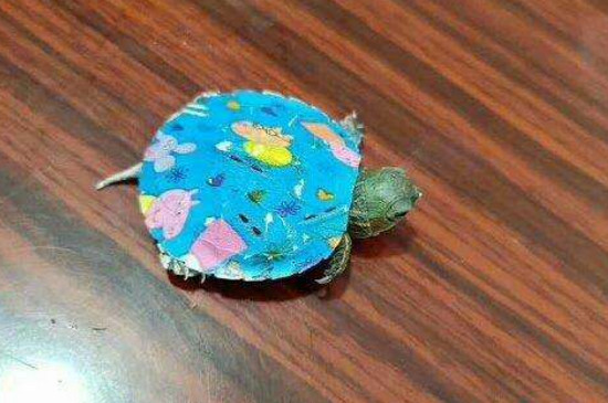 染色乌龟能活多久