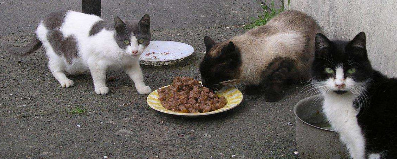 为什么不能喂流浪猫