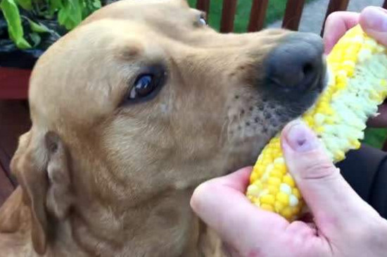狗能吃玉米棒芯吗