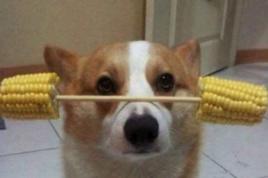 狗狗可以吃熟玉米吗