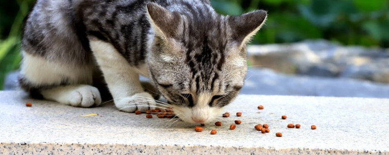 10kg猫粮怎么储存