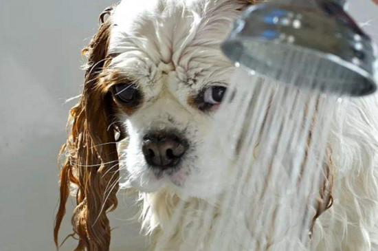 狗狗洗完澡不吹干