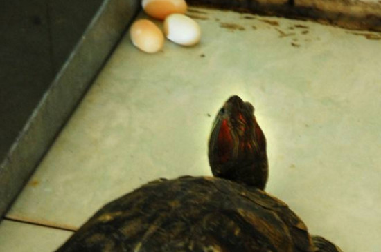 乌龟不受精能下蛋吗