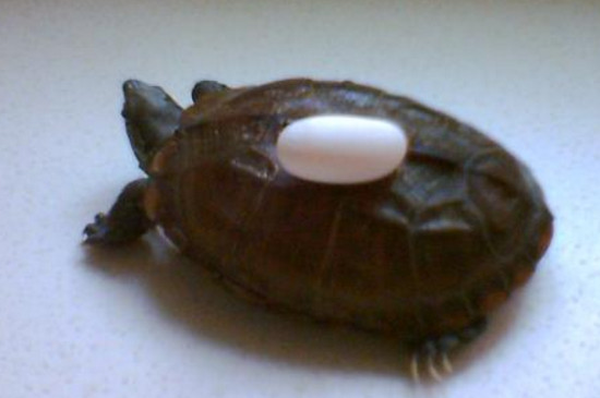 乌龟不受精能下蛋吗