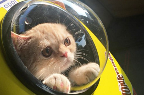 猫太空舱的罩子怎么装