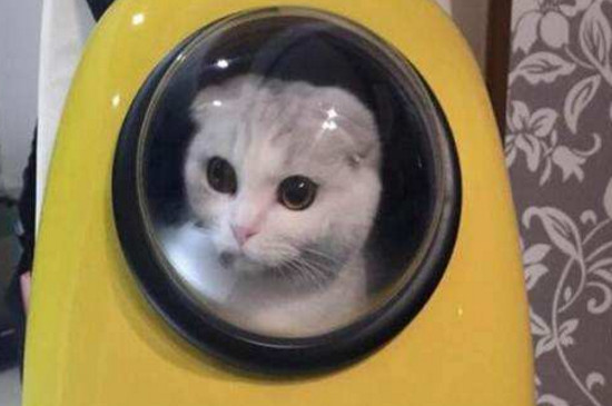 猫太空舱的罩子怎么装