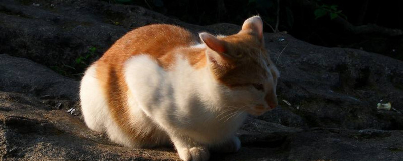 黄白猫和橘猫区别