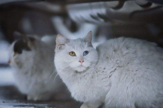 流浪猫不见了会去哪