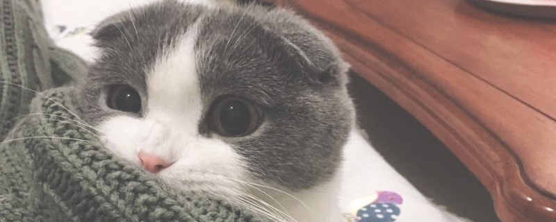小猫舔毛毯应该制止吗