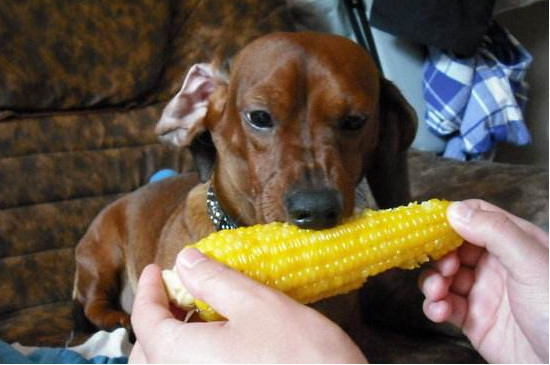 狗狗可以吃玉米棒子吗