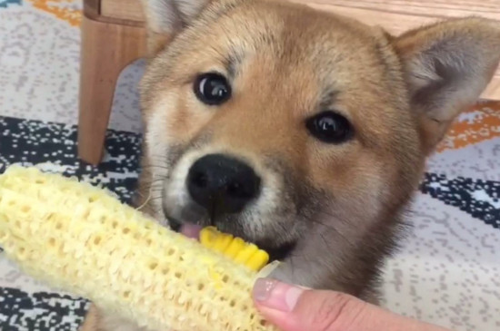 狗狗可以吃玉米棒子吗