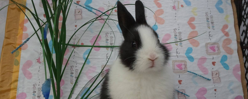 荷兰兔会长大吗