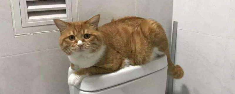 猫猫为什么喜欢看人上厕所