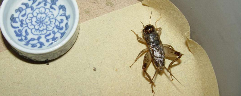 蟋蟀吃什么东西能活