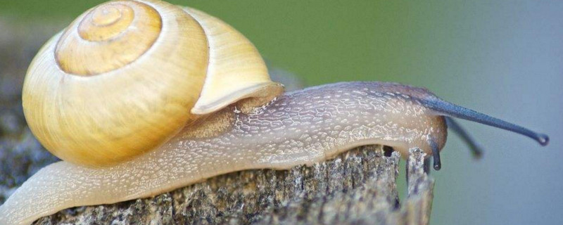 蜗牛能吃吗