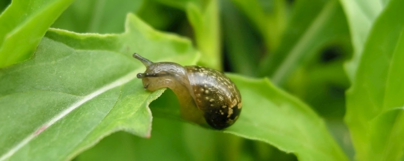 蜗牛为什么爬的慢