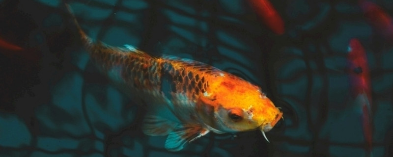 金鱼为什么总是浮到水面上 宠物圈
