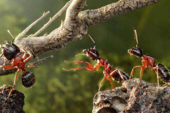 自己抓的蚂蚁怎么养