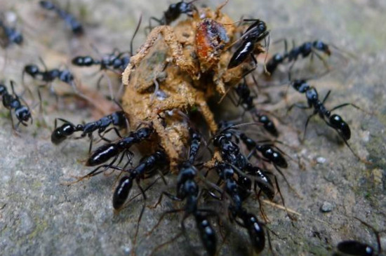 自己抓的蚂蚁怎么养