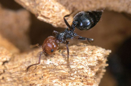 养蚂蚁喂什么食物