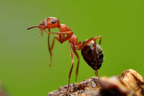 养蚂蚁喂什么食物